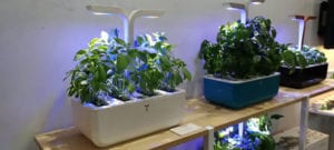 les meilleurs potagers d'intérieur