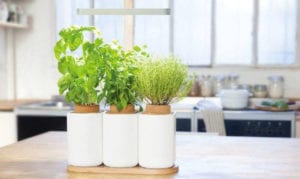 potager d'intérieur pas cher