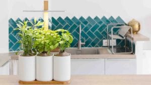 MEILLEUR POTAGER D'INTÉRIEUR 