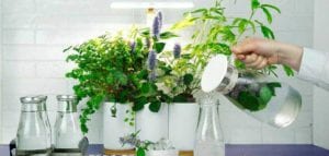 MEILLEUR POTAGER D'INTÉRIEUR COMPARATIF GUIDE D'ACHAT 