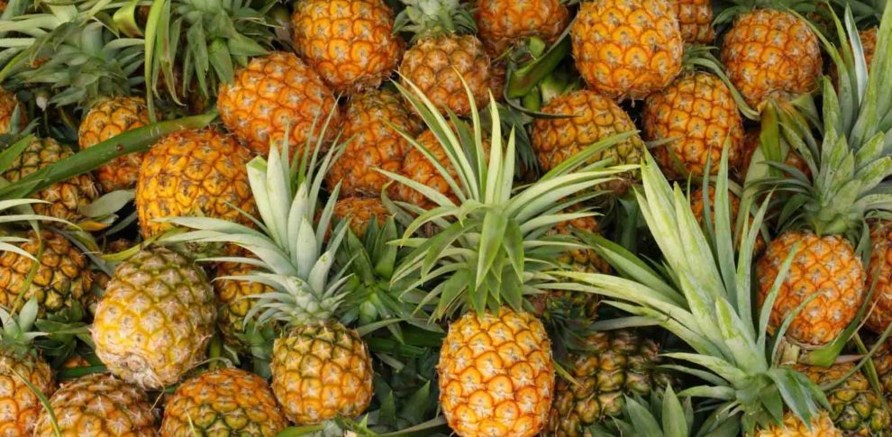 meilleur coupe ananas tranche