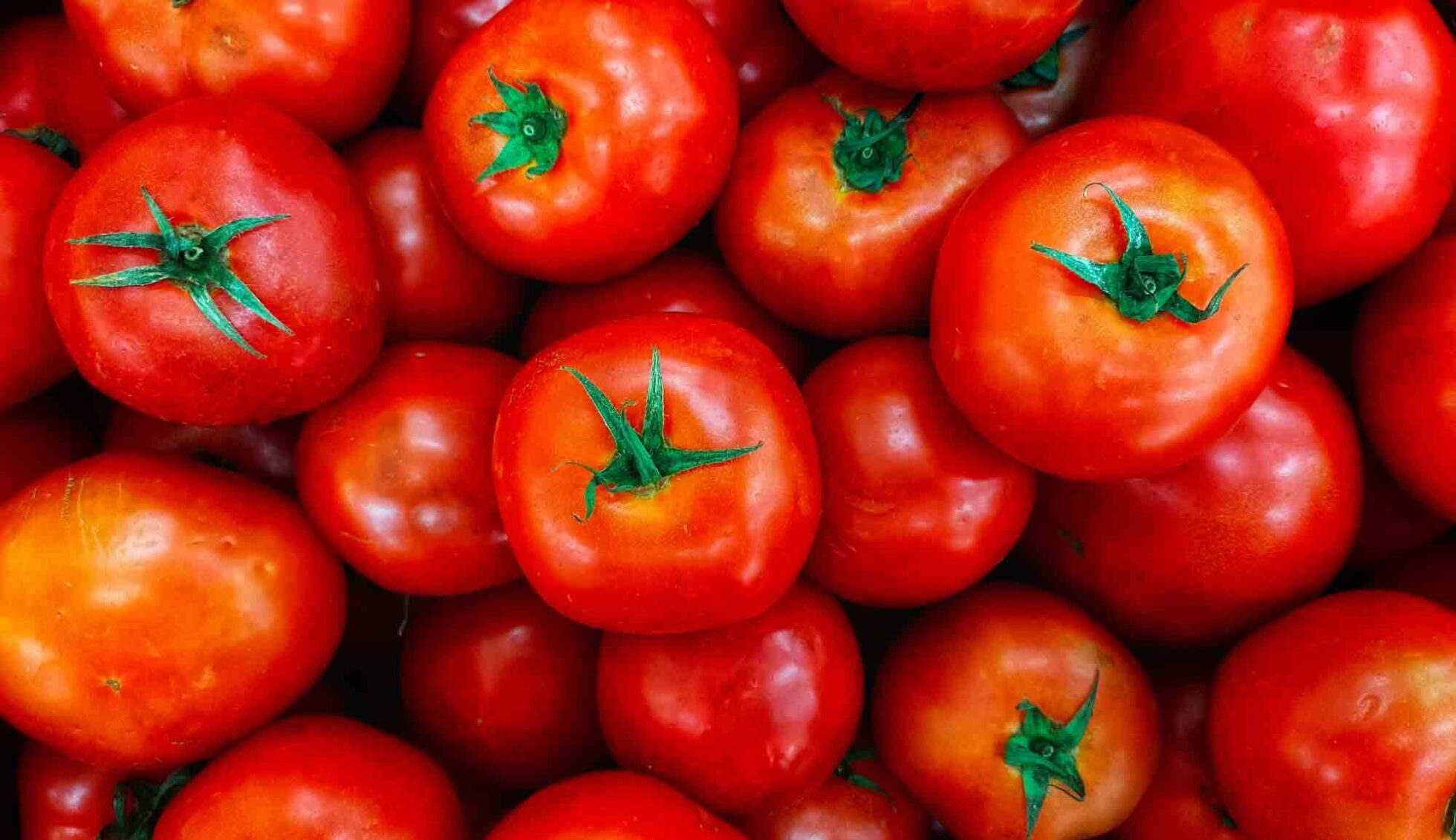meilleur presse tomates épépineuse avis comparatif guide d'achat