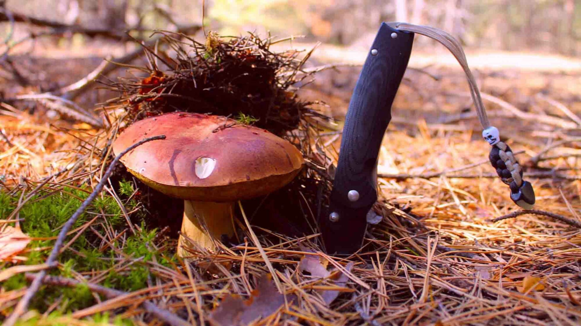 meilleur couteau a champignon avis comparatif guide d'achat