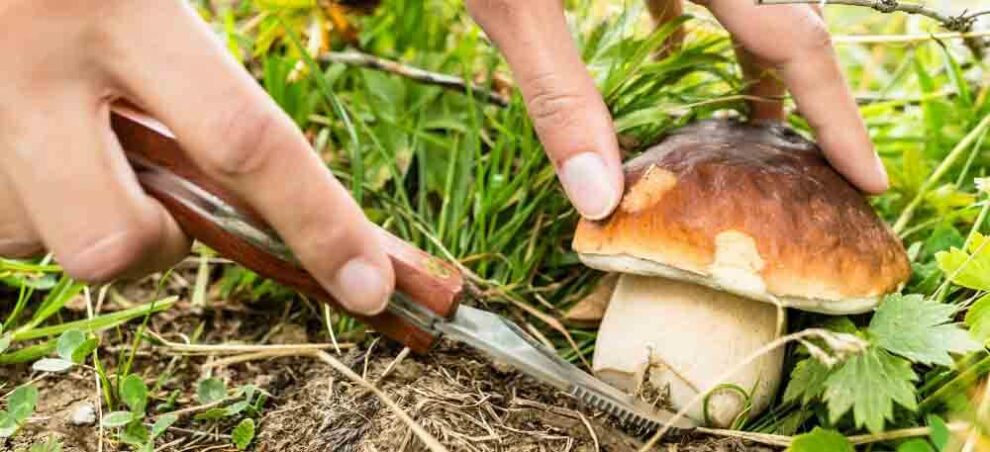 meilleur couteau a champignon avis comparatif guide d'achat