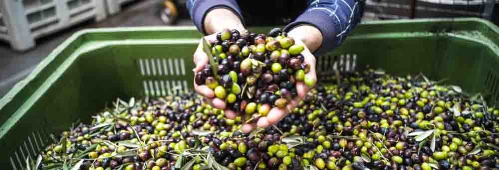 meilleure huile d olive avis comparatif guide d achat