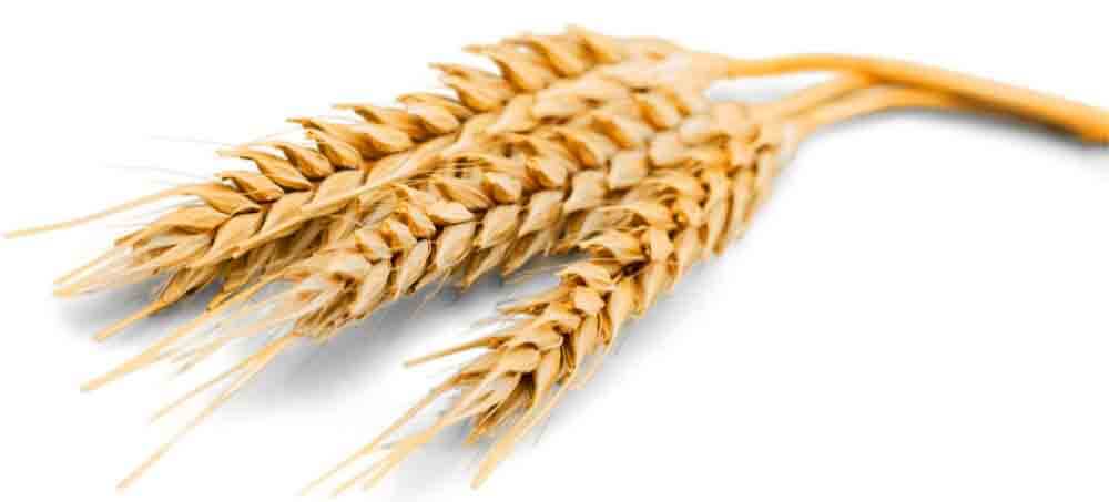 meilleure farine de ble cuisine patisserie