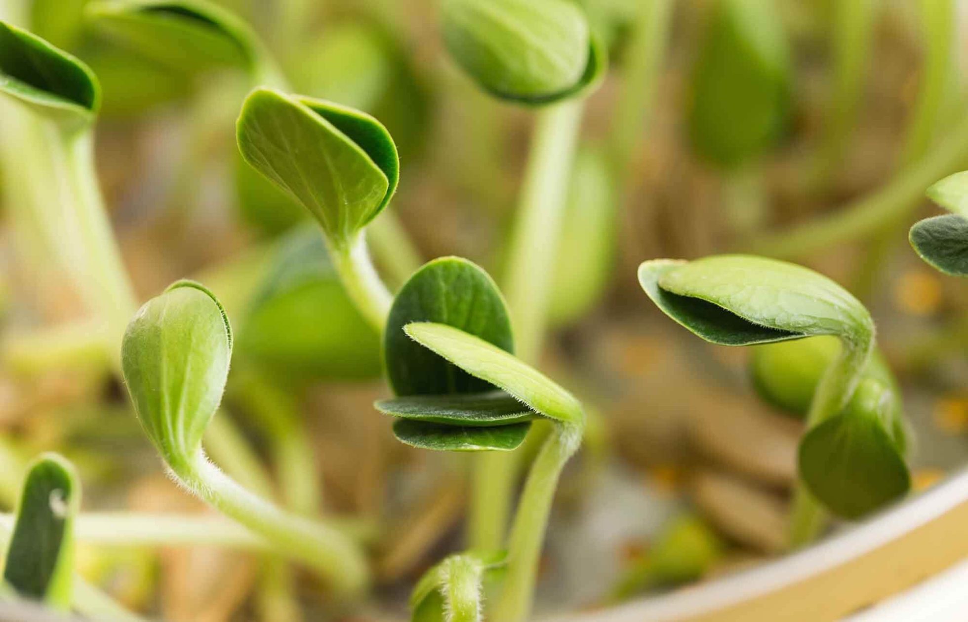 meilleur germoir a graines avis comparatif guide d'achat