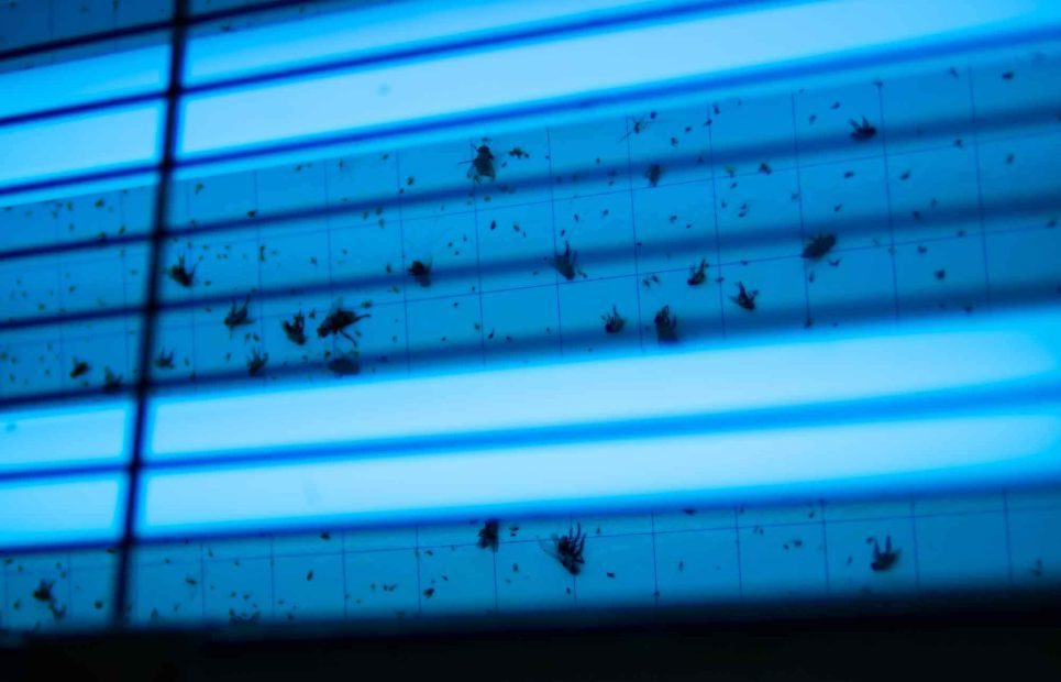 meilleur tue mouche electrique avis comparatif guide d'achat